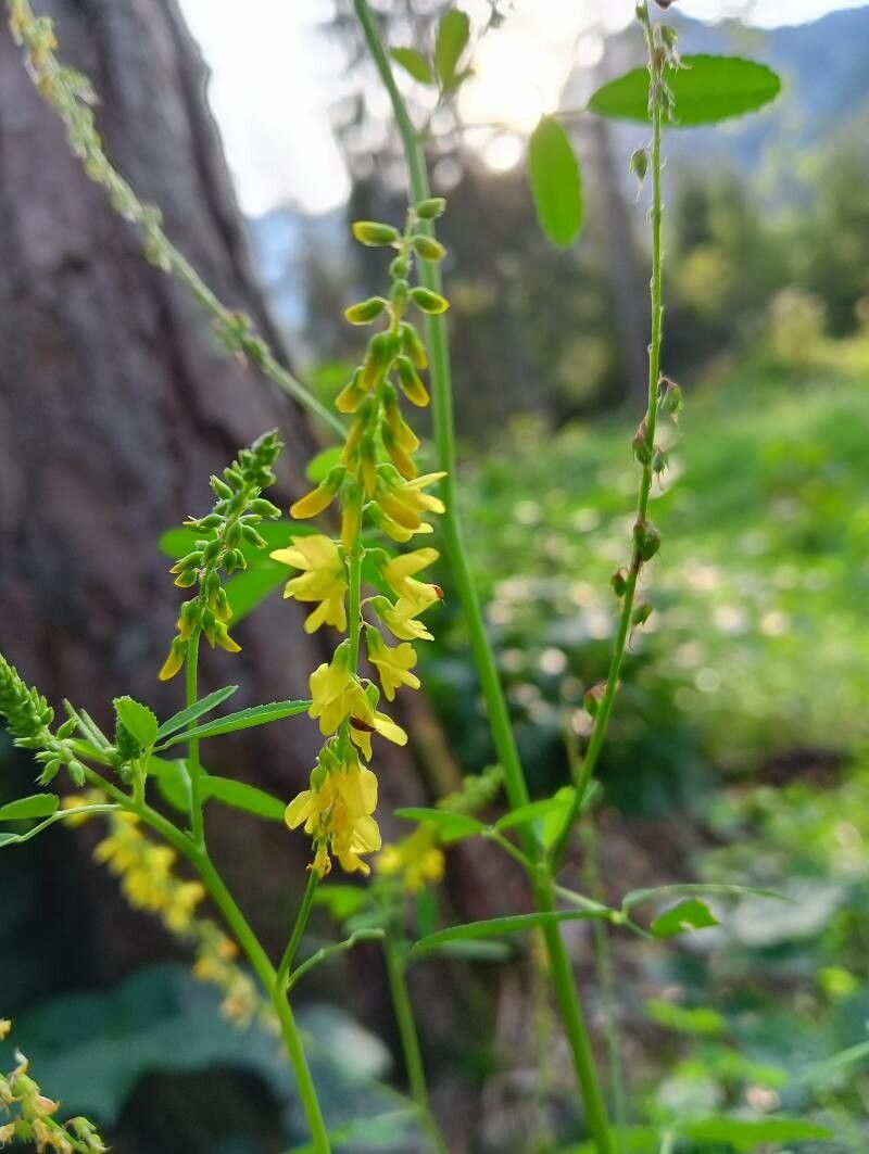 Melilotus dentatus flower
