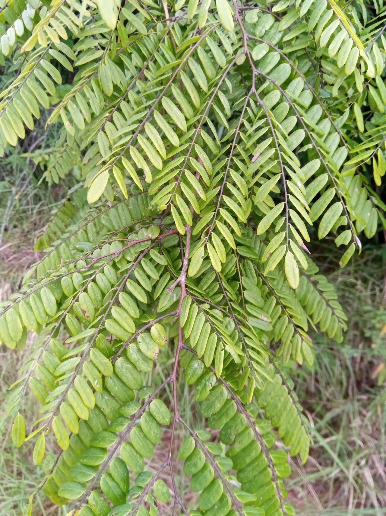 Dalbergia chlorocarpa leaf