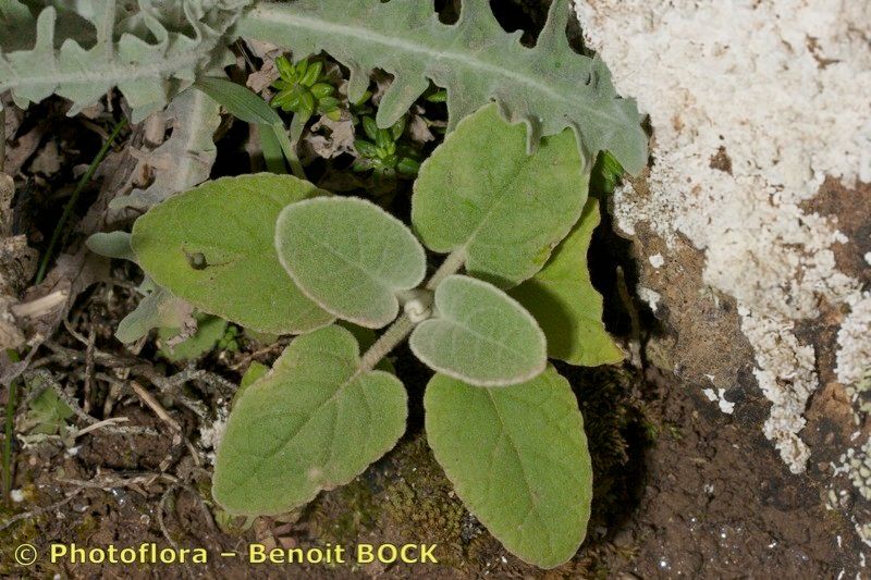 Sideritis pumila — houseplant care guide