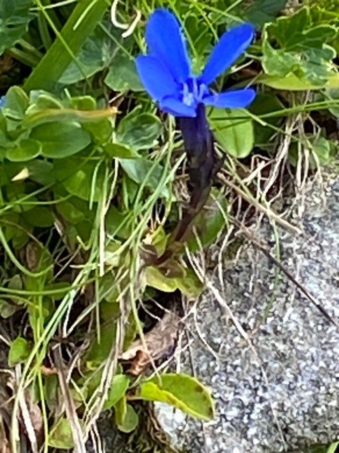 Gentiana bavarica flower