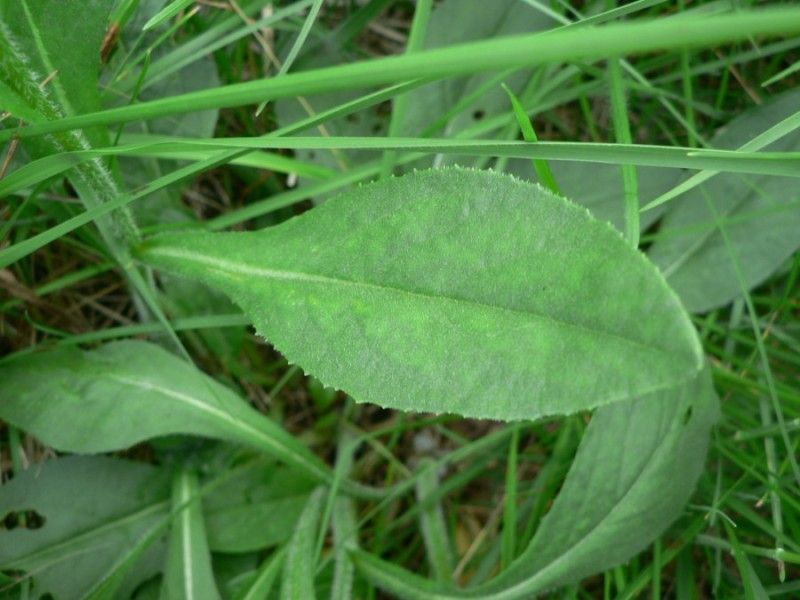 Senecio ruthenensis leaf