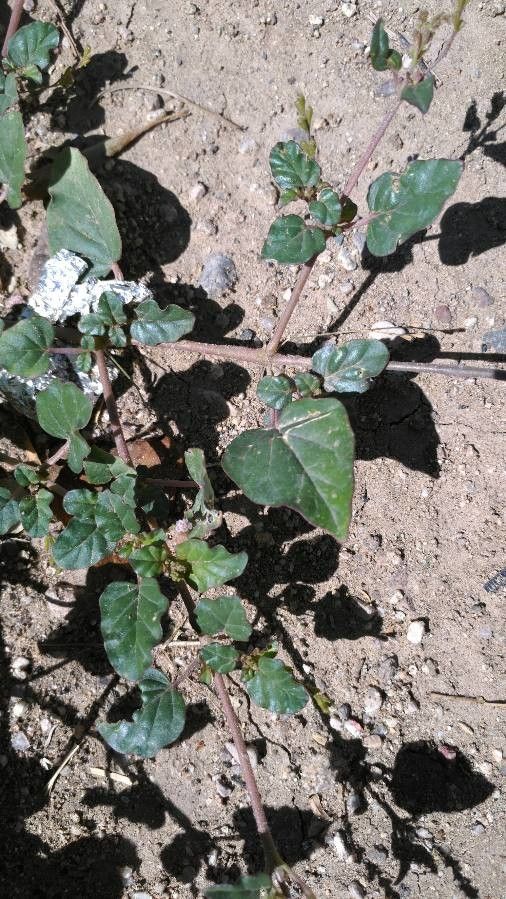 Boerhavia coulteri — search result for 'Boerhavia'