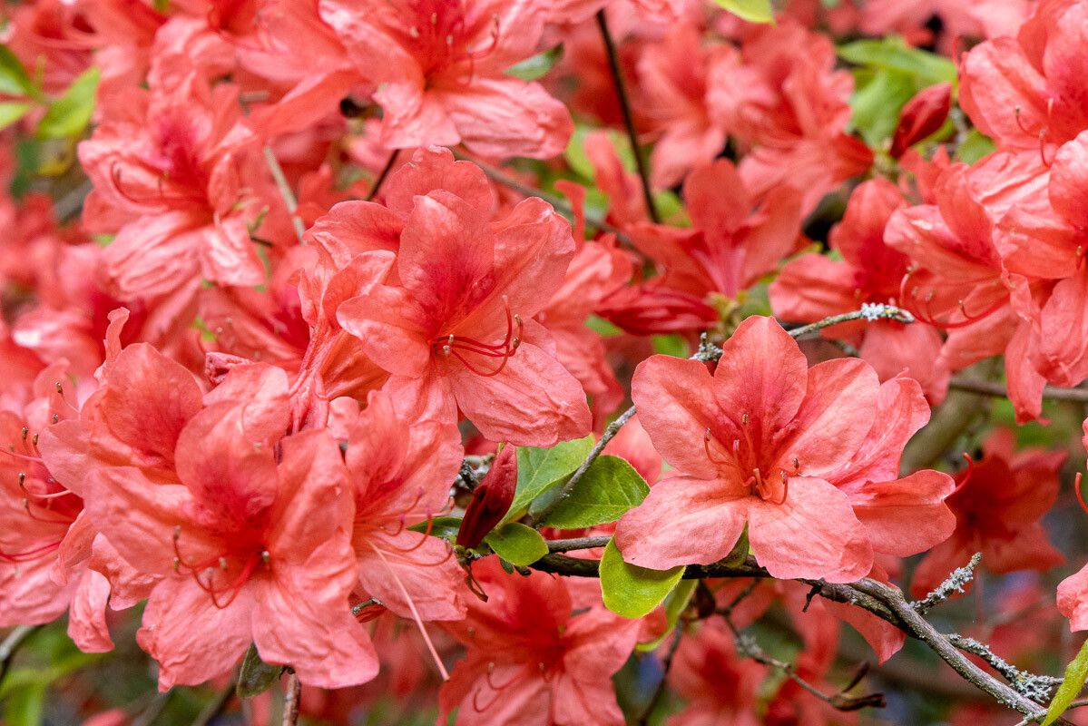 Rhododendron kaempferi flower