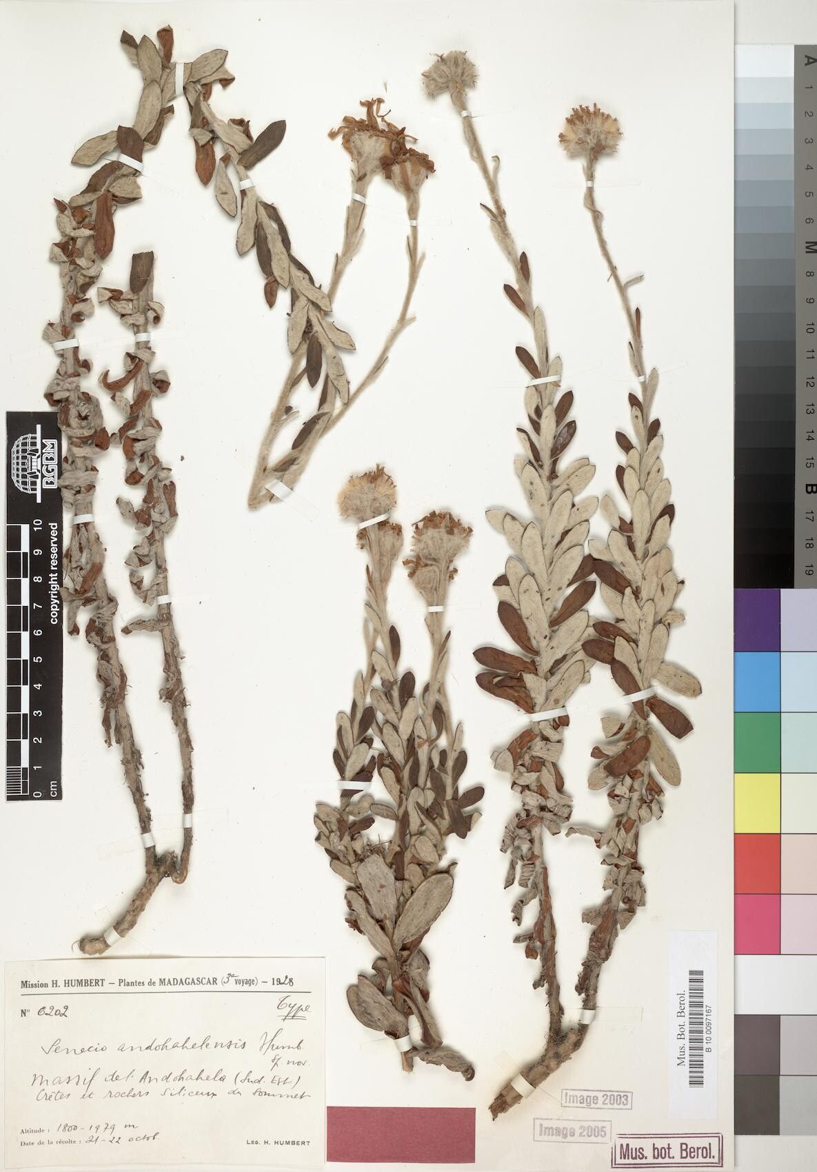 Senecio andohahelensis — houseplant care guide