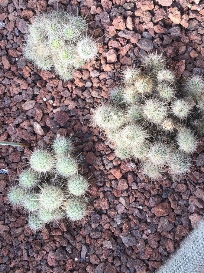 Mammillaria geminispina — search result for 'Mammillaria'