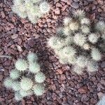 Mammillaria geminispina