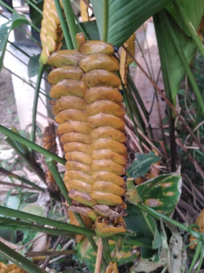 Calathea crotalifera flower