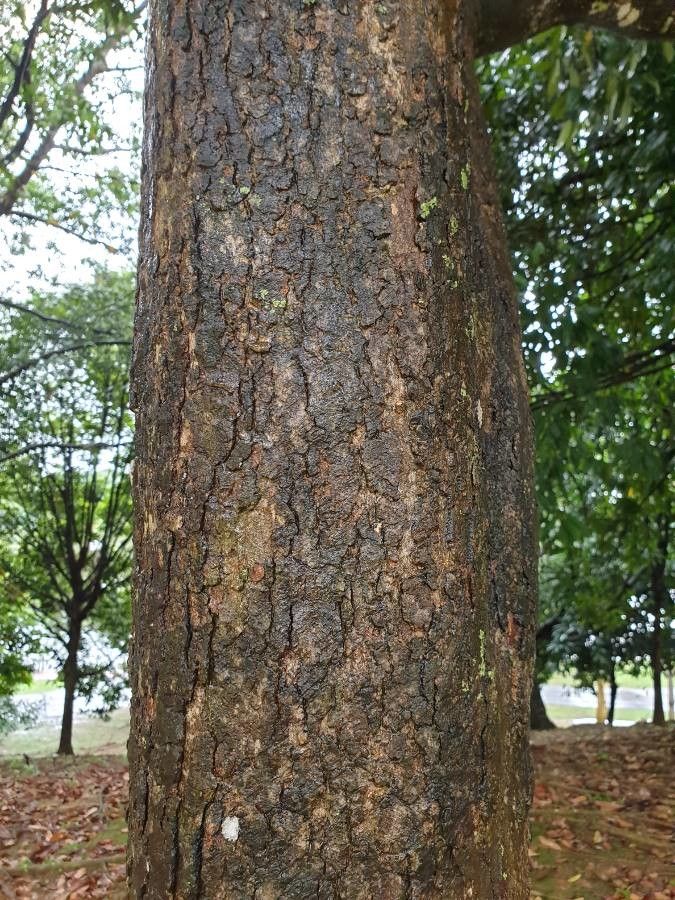 Shorea multiflora bark