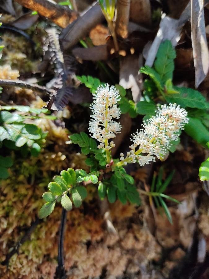 Weinmannia pinnata flower