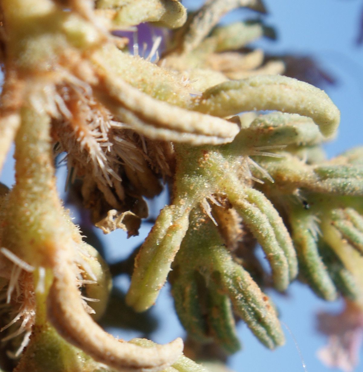 Frankenia composita leaf