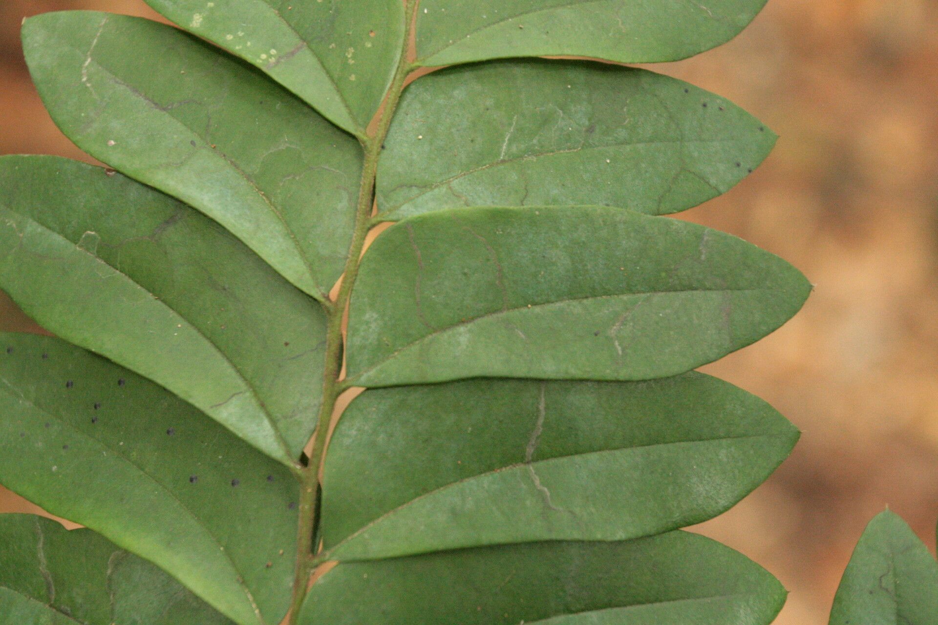 Diospyros obliquifolia — houseplant care guide