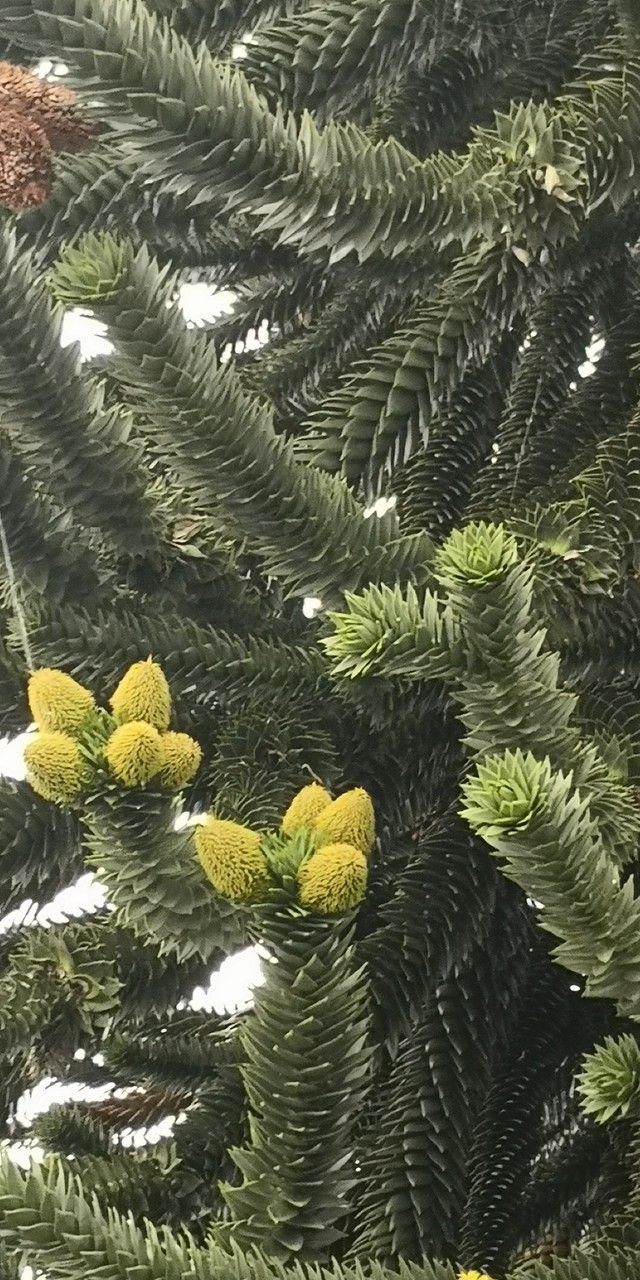 Araucaria araucana flower