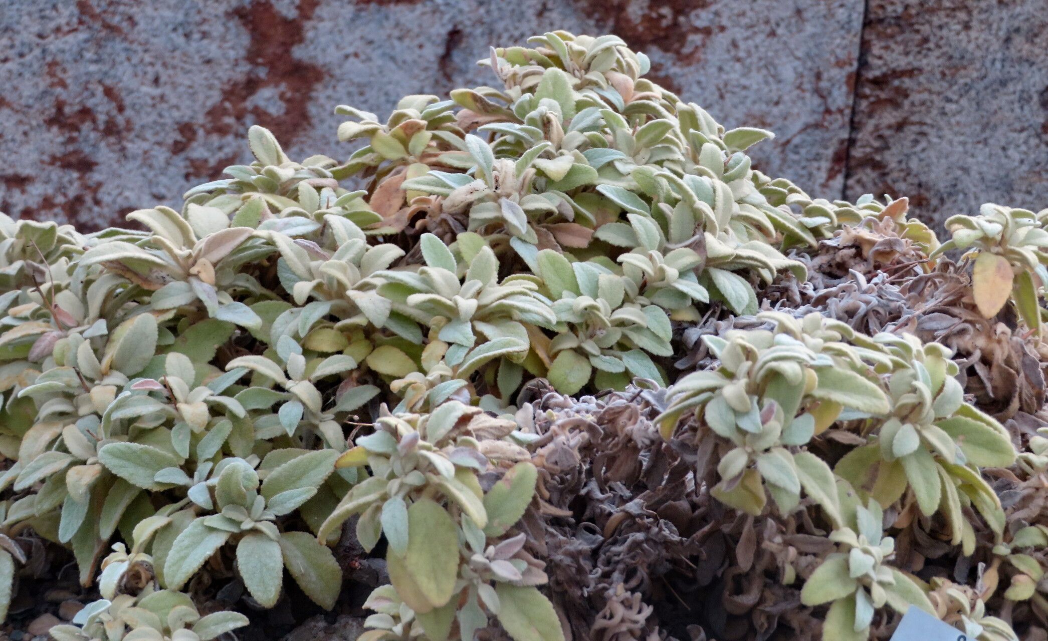 Verbascum dumulosum habit