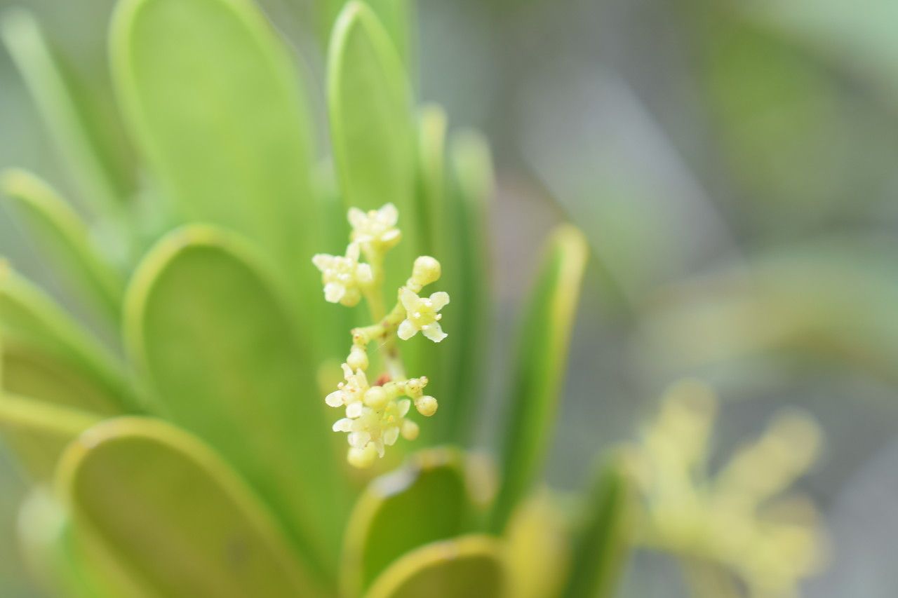 Elaeodendron bupleuroides — search result for 'Elaeodendron'