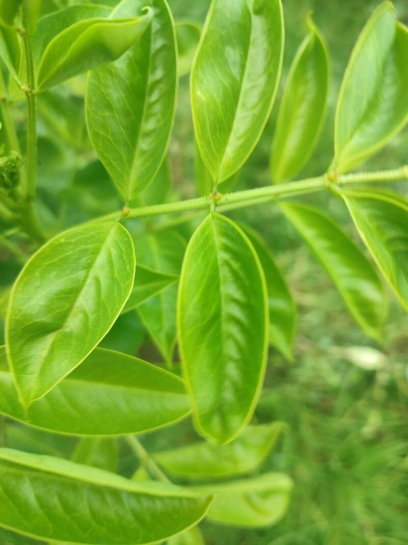 Senna pistaciifolia leaf