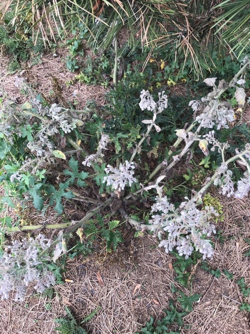 Phacelia ramosissima