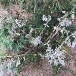 Phacelia ramosissima