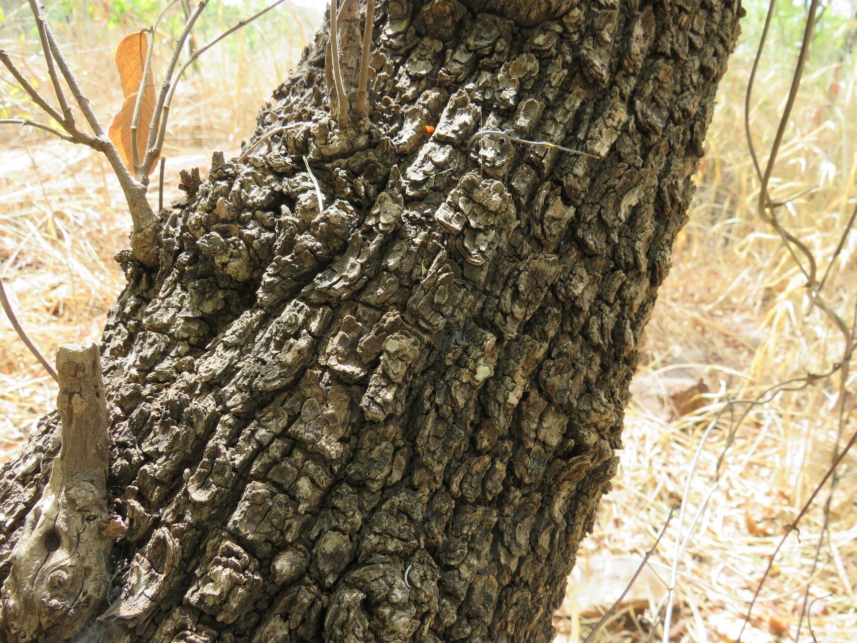 Bridelia scleroneura bark