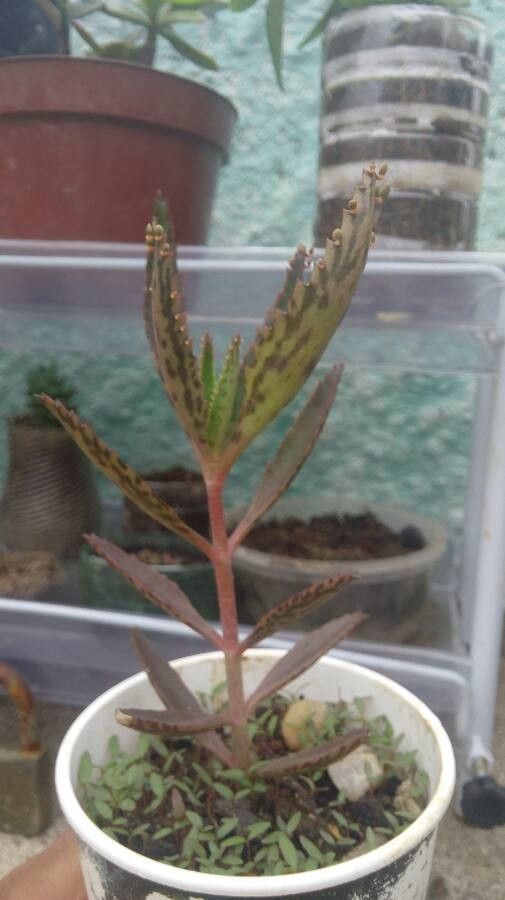 Kalanchoe serrata bark