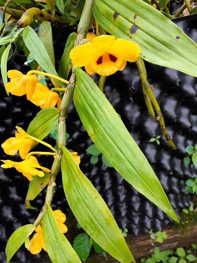 Dendrobium chrysotoxum — search result for 'Orchidaceae'