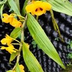 Dendrobium chrysotoxum