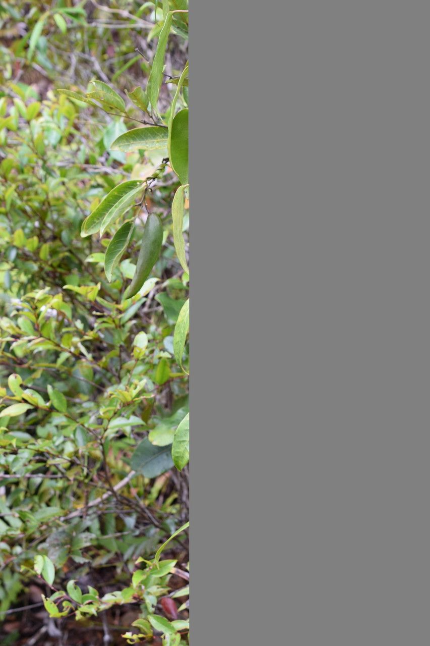 Marsdenia paulforsteri other