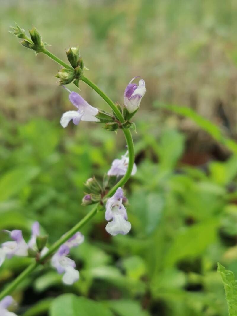 Salvia repens flower