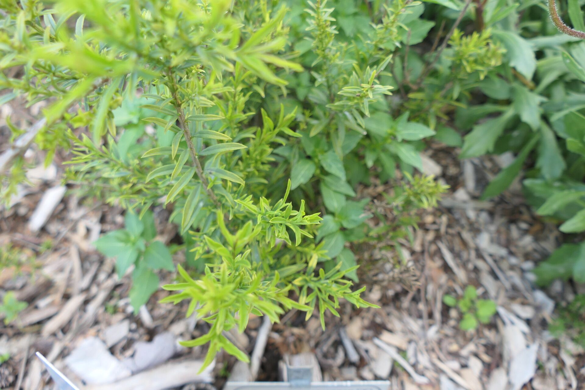 Freylinia helmei bark