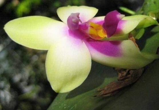 Phalaenopsis bellina flower