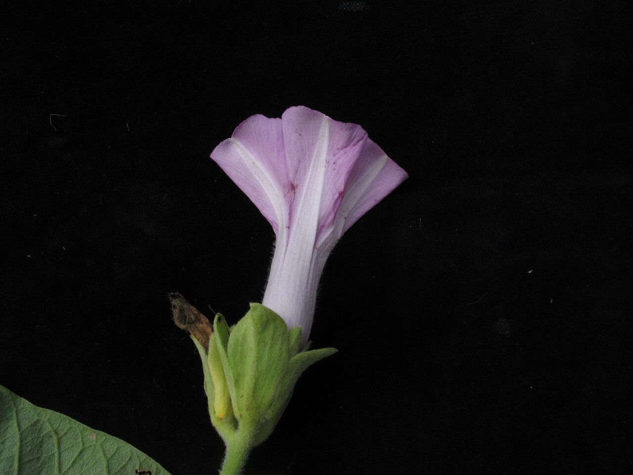 Argyreia roxburghii flower