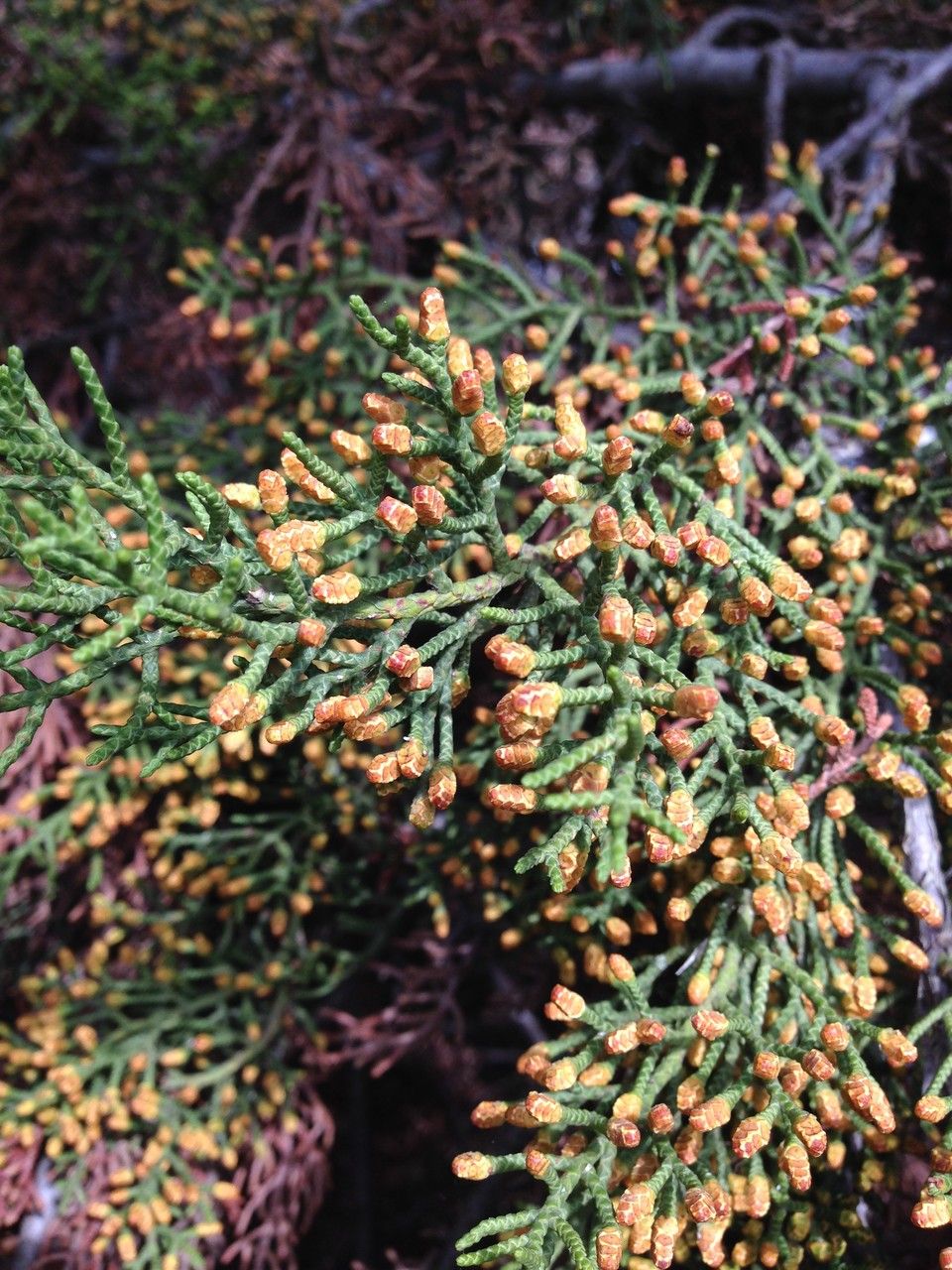 Cupressus guadalupensis flower