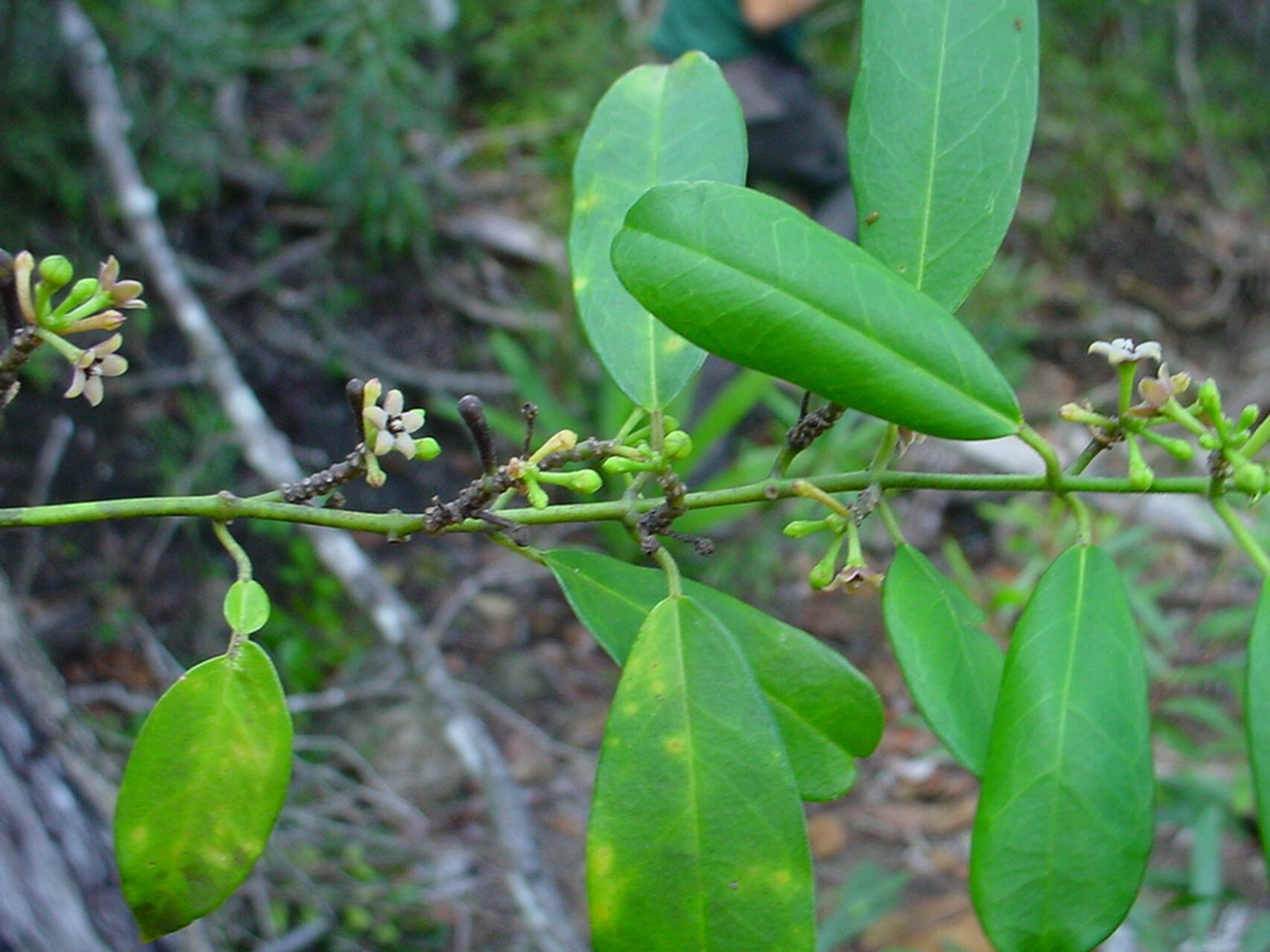 Leichhardtia variifolia habit