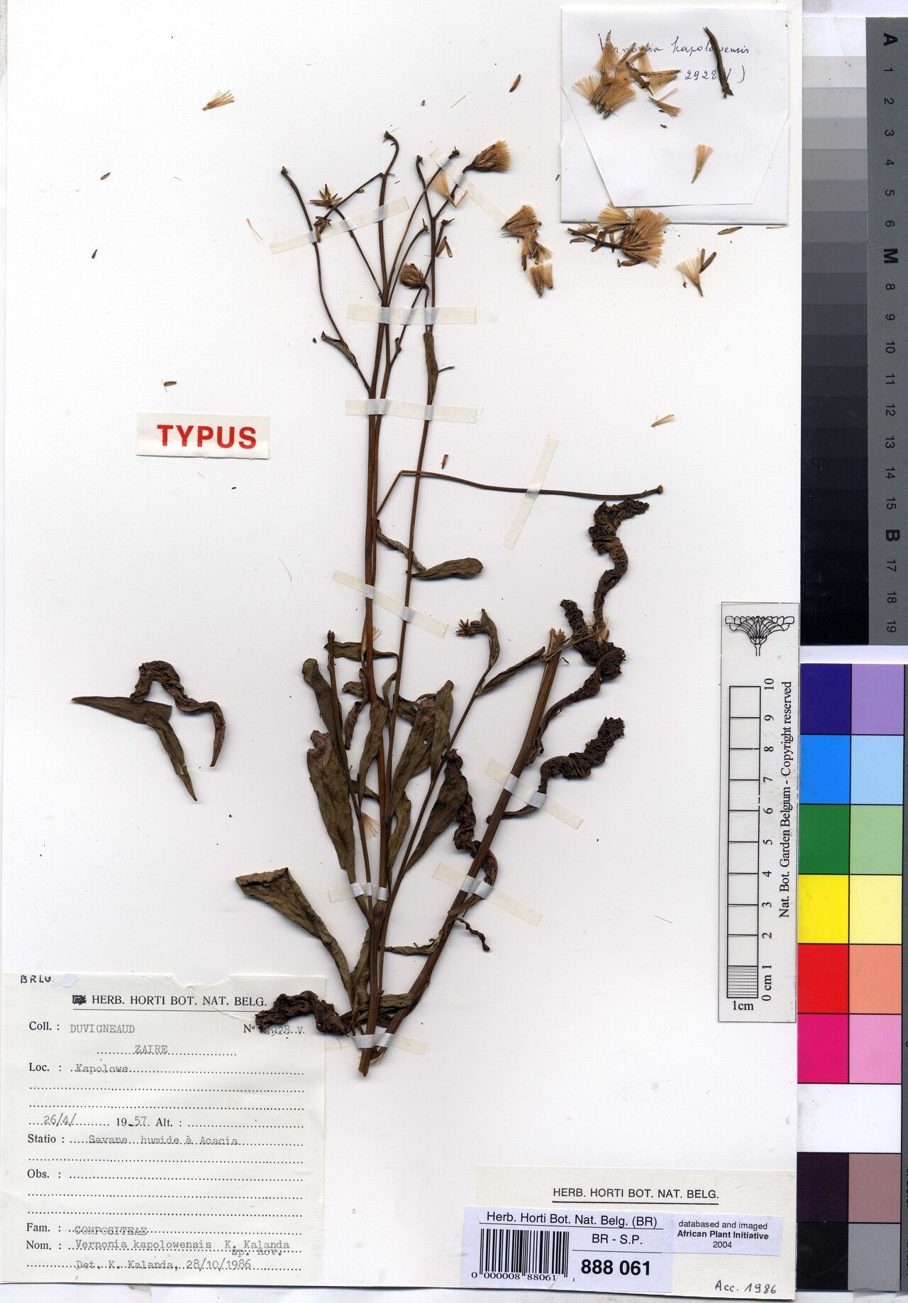 Vernonia kapolowensis — houseplant care guide