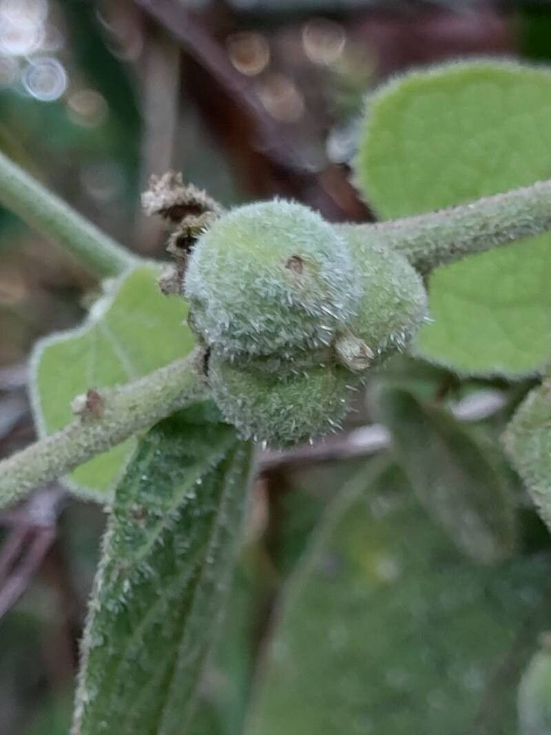 Acalypha urophylla fruit
