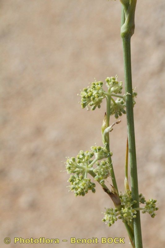 Seseli tomentosum other
