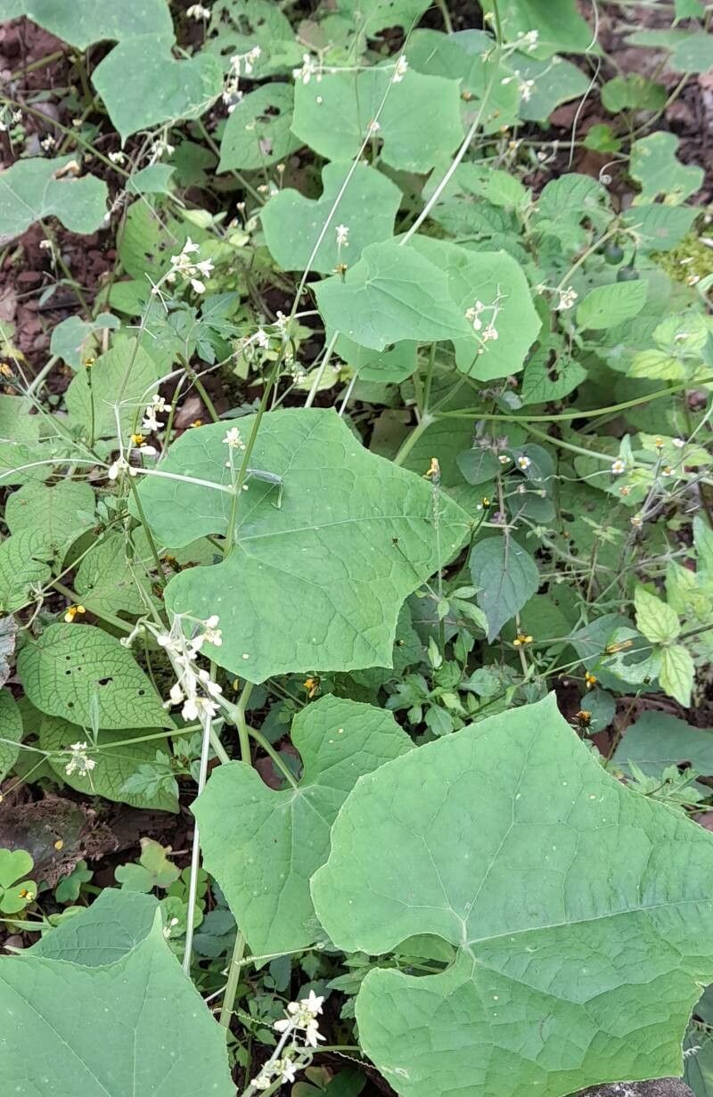 Sicyos polyacanthos habit