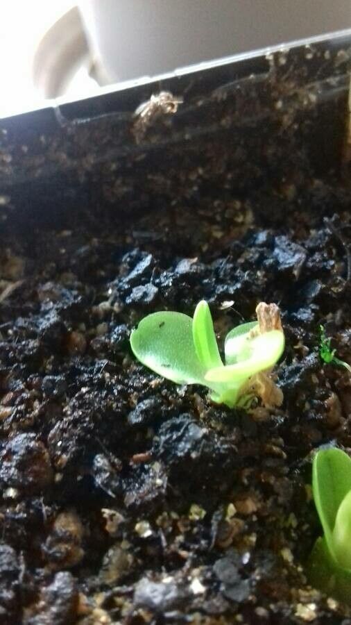 Pinguicula grandiflora leaf