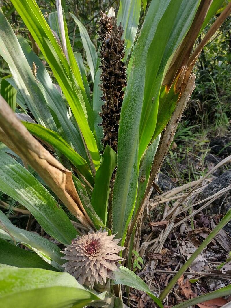 Pitcairnia atrorubens fruit