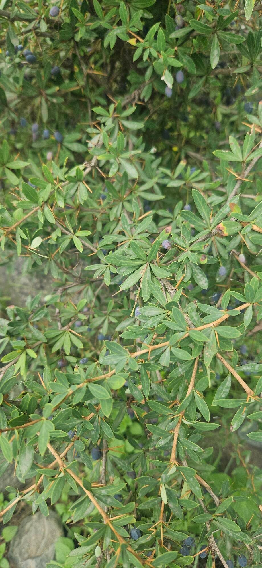 Berberis lycium — search result for 'Lycium'