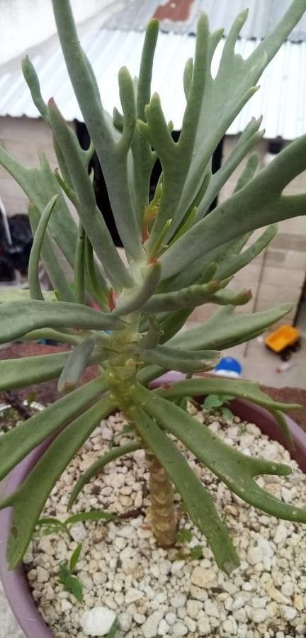 Kalanchoe kewensis — search result for 'Kalanchoe'