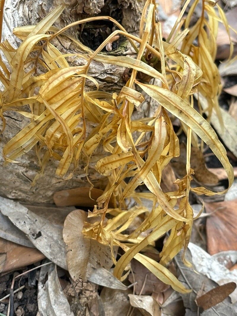 Cycas petrae — search result for 'Cycas'