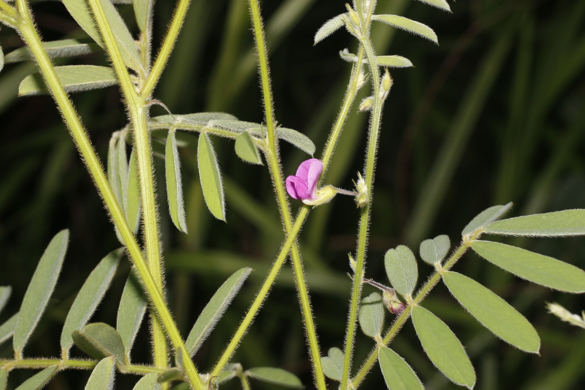 Tephrosia vicioides fruit