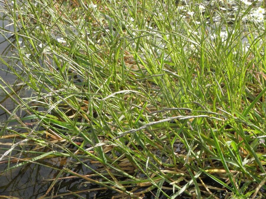 Glyceria declinata habit