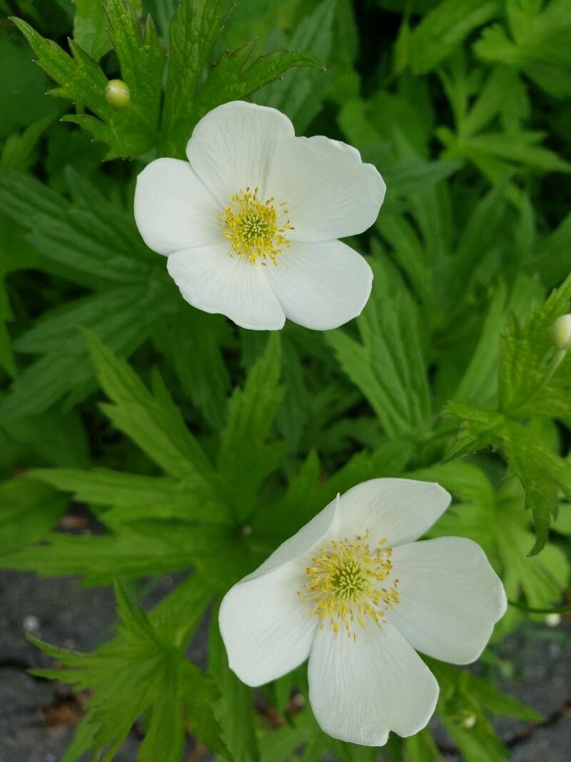 Anemone canadensis flower