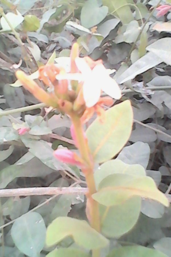 Landolphia heudelotii flower