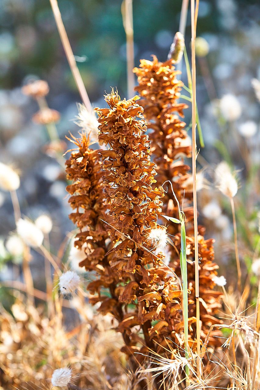 Conopholis alpina flower
