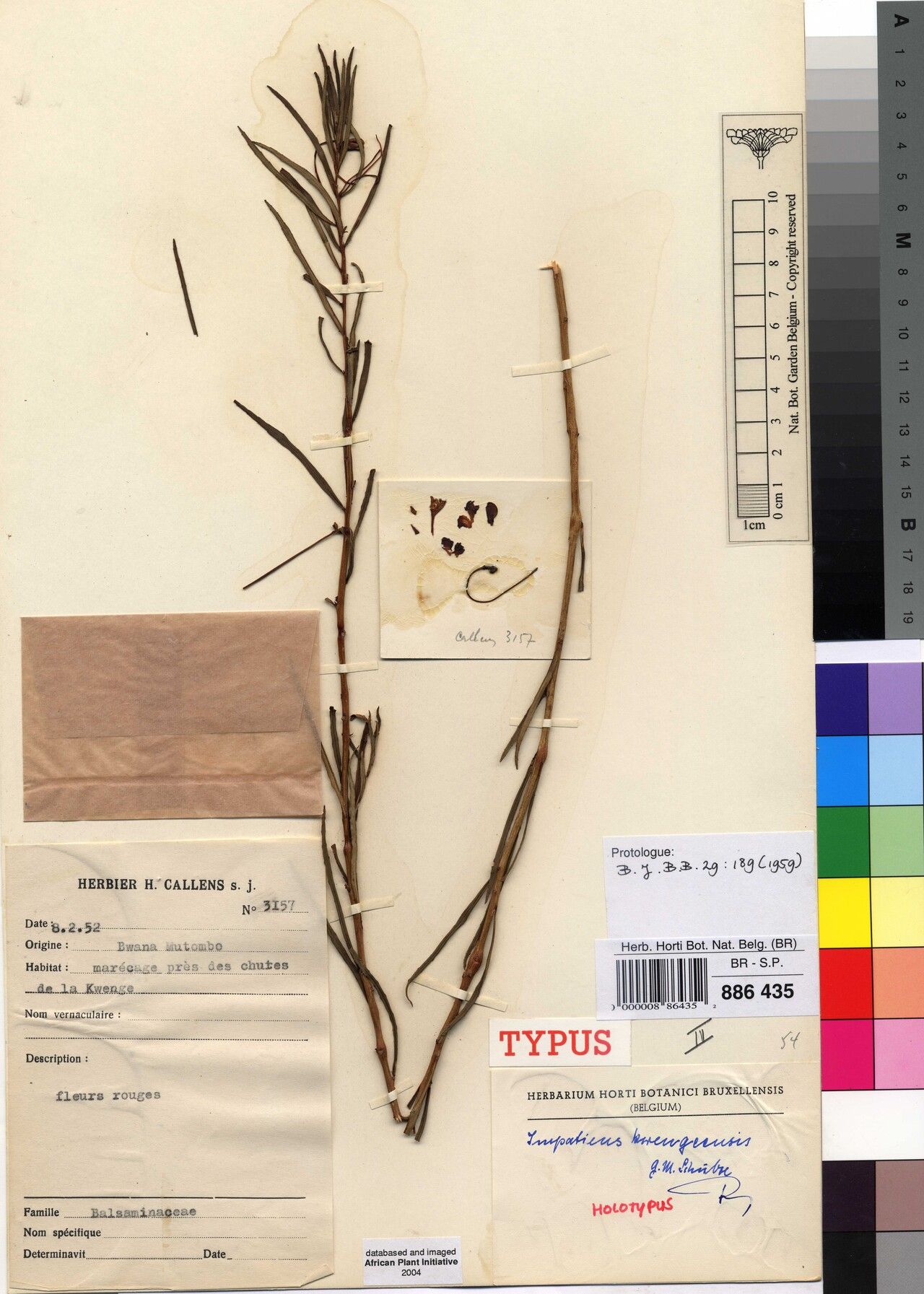 Impatiens kwengeensis — houseplant care guide