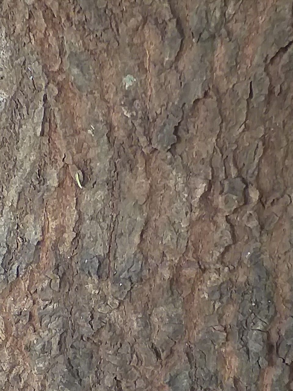 Pouteria adolfi-friedericii bark
