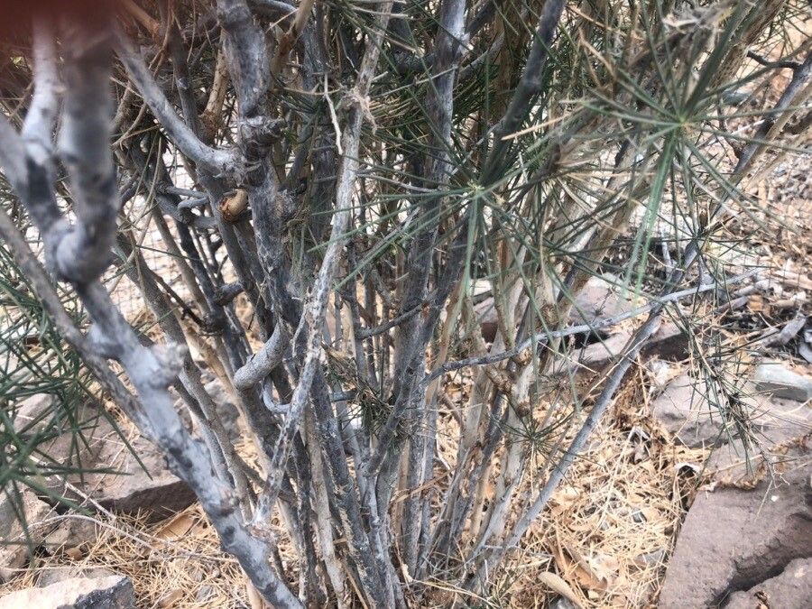 Asparagus arborescens bark