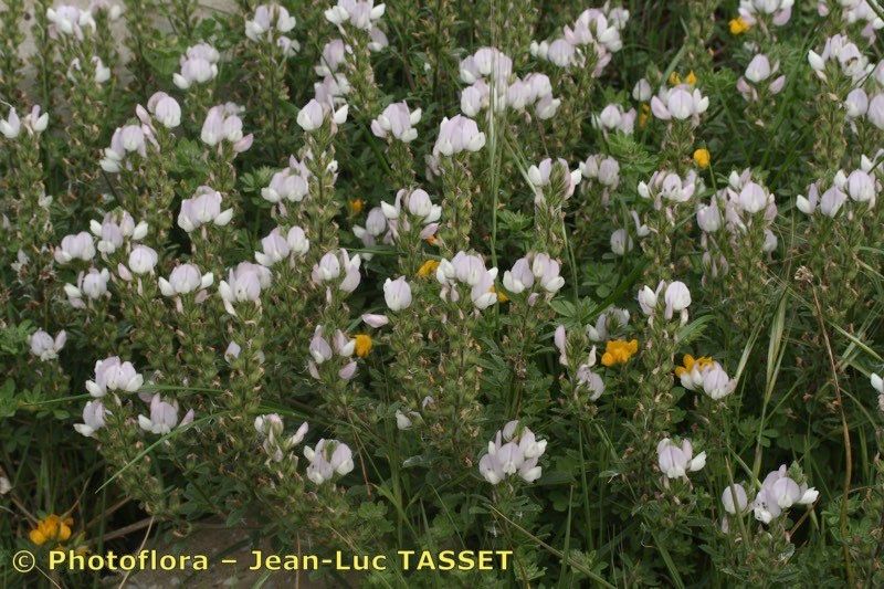 Ononis cossoniana habit